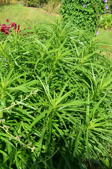Helianthus salicifolius 'Cosmic Whisper'